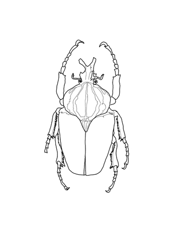 360x480 Goliath Beetle Coloring Page Free Printable Coloring Pages