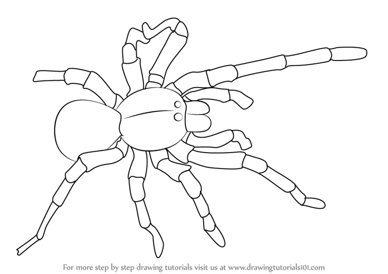 800x566 Learn How To Draw A Goliath Birdeater (Arachnids) Step By Step