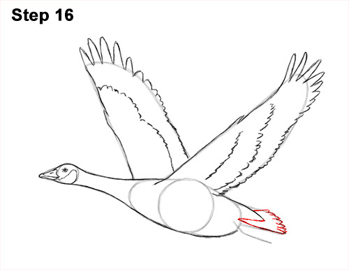 500x386 How To Draw A Canada Goose