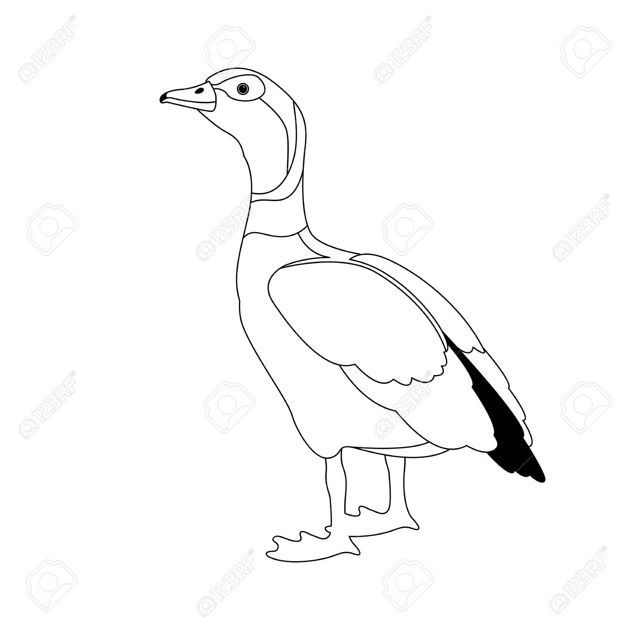 1300x1300 Egyptian Goose Vector Illustration Line Drawing Royalty Free