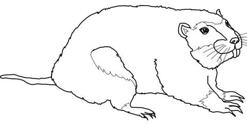 480x253 Gopher Coloring Page Free Printable Coloring Pages