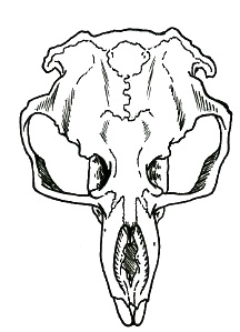 216x299 Gopher Skull By Mycroftvalentine