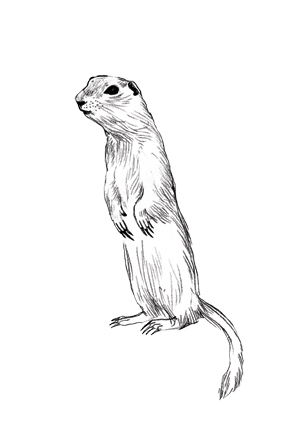 288x432 Kinnon Elliott Illustration Gopher!
