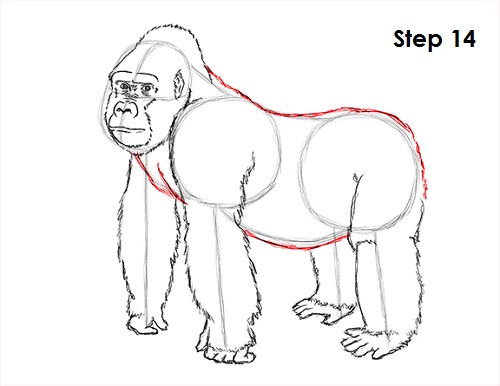 500x386 How To Draw A Gorilla