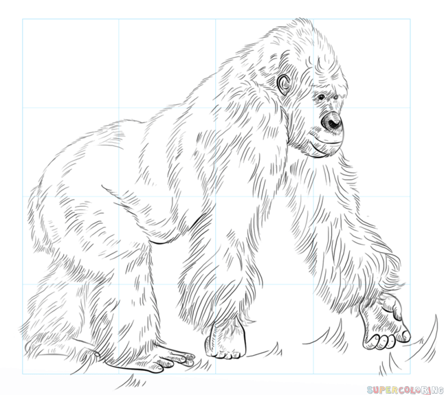 646x575 How To Draw A Gorilla Step By Step Drawing Tutorials