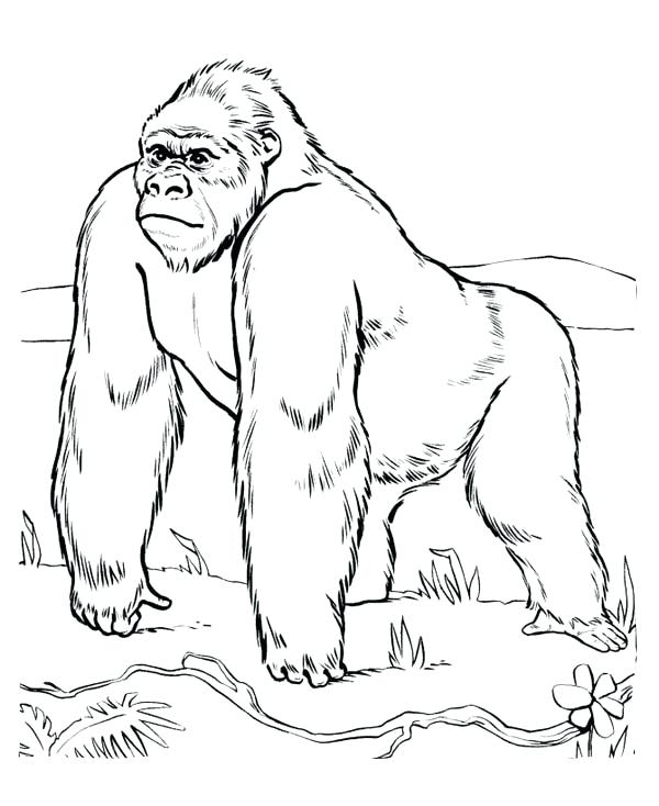 600x734 Gigantic Gorilla Coloring Pages Exciting 38 On For Kids