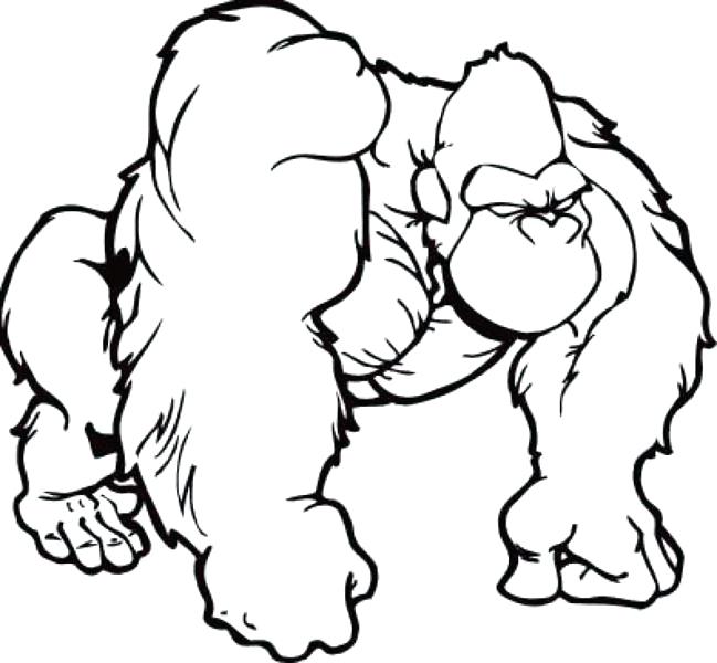 649x600 Gorilla Coloring Page Color Sheets Of Animals Printable Coloring