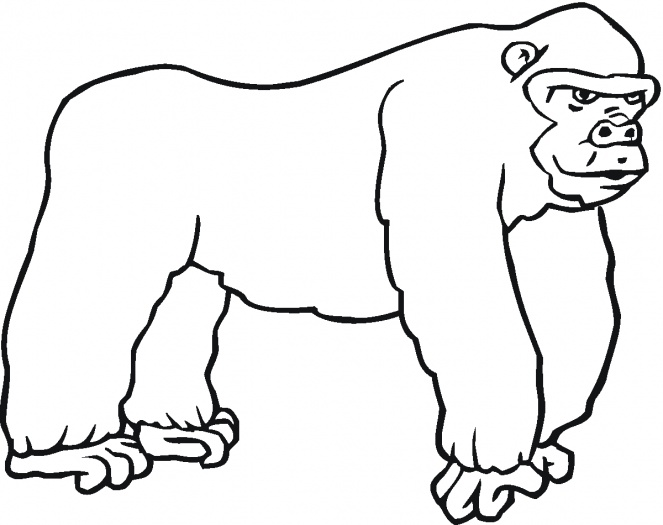 663x525 Awesome Gorilla Coloring Pages Best Coloring P