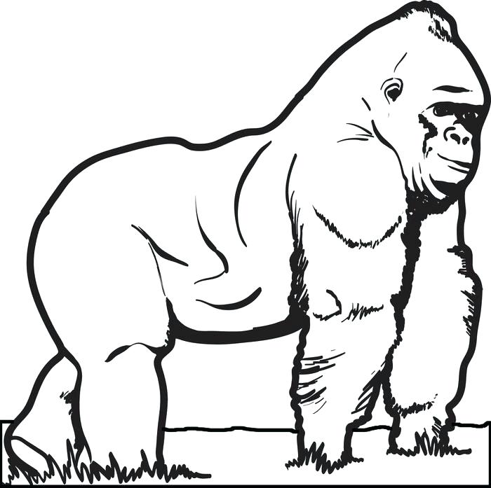 700x697 Trend Gorilla Coloring Pages Print Exciting On For Kids With P