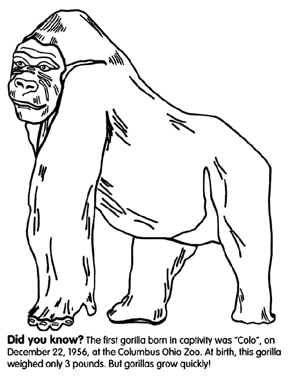 595x762 Excellent Gorilla Coloring Pages Cool Gallery