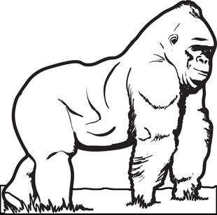 310x308 Free, Printable Gorilla Coloring Page For Kids