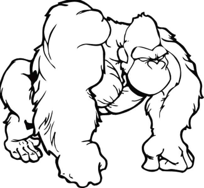 649x600 Gorilla Face Coloring Page Pages Printable Powered S