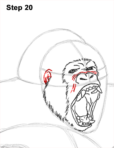 386x500 How To Draw A Gorilla (Agressive Stance)