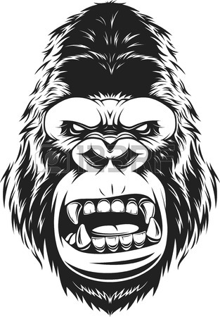 313x450 Illustration Ferocious Gorilla Head On A White Background Royalty