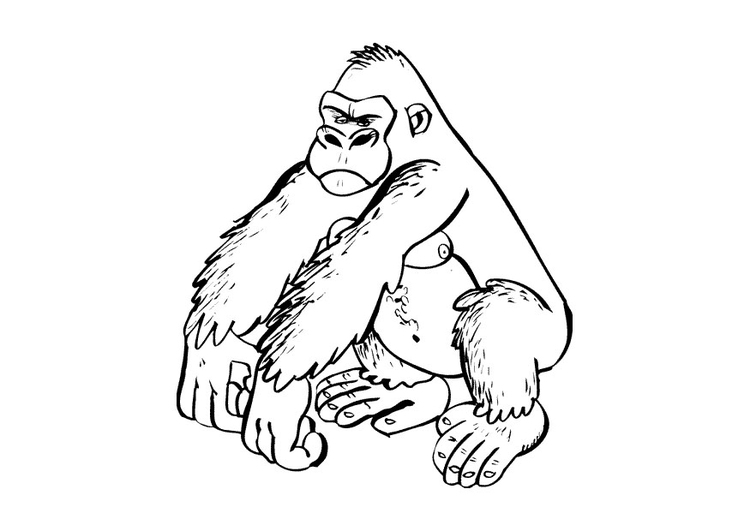 750x531 Coloring Page Gorilla