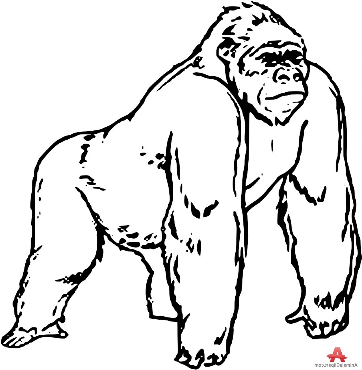 1172x1198 Gorilla Clipart Black And White