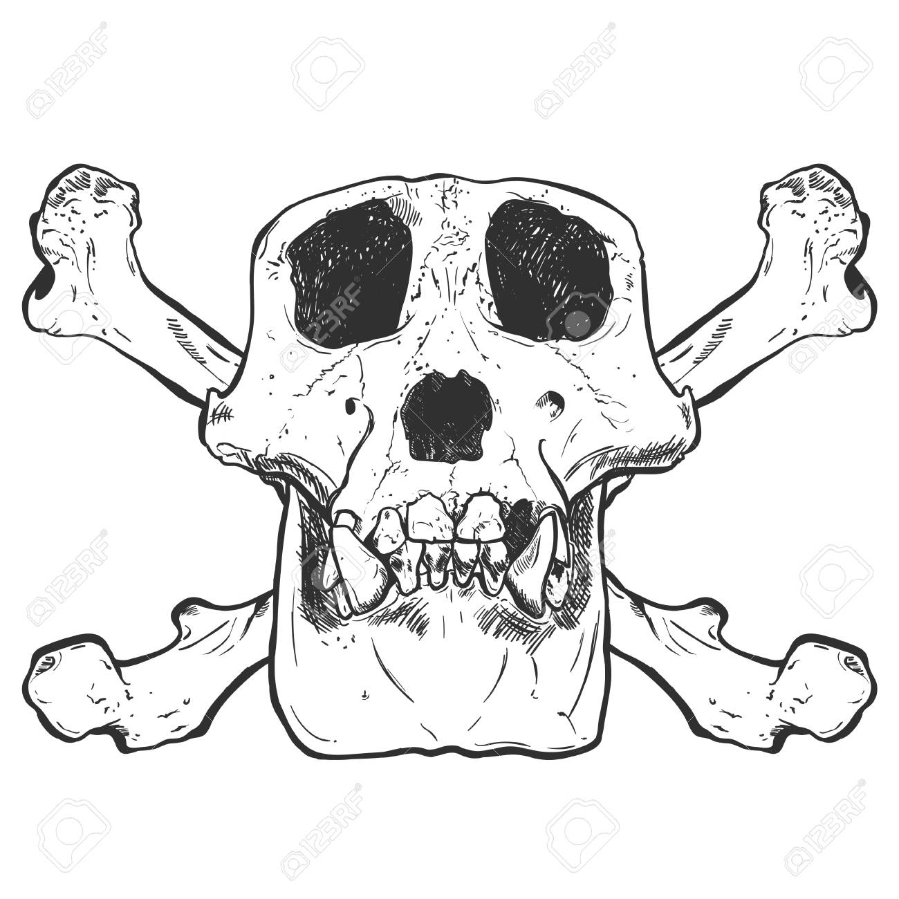 1300x1300 Illustration Of A Monkey Skull On Background. Vector. Royalty Free