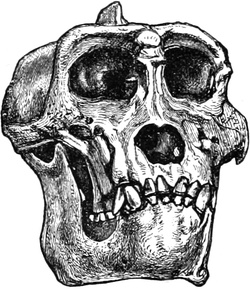 250x289 The Project Gutenberg Ebook Of Cassell's Natural History, Vol. I