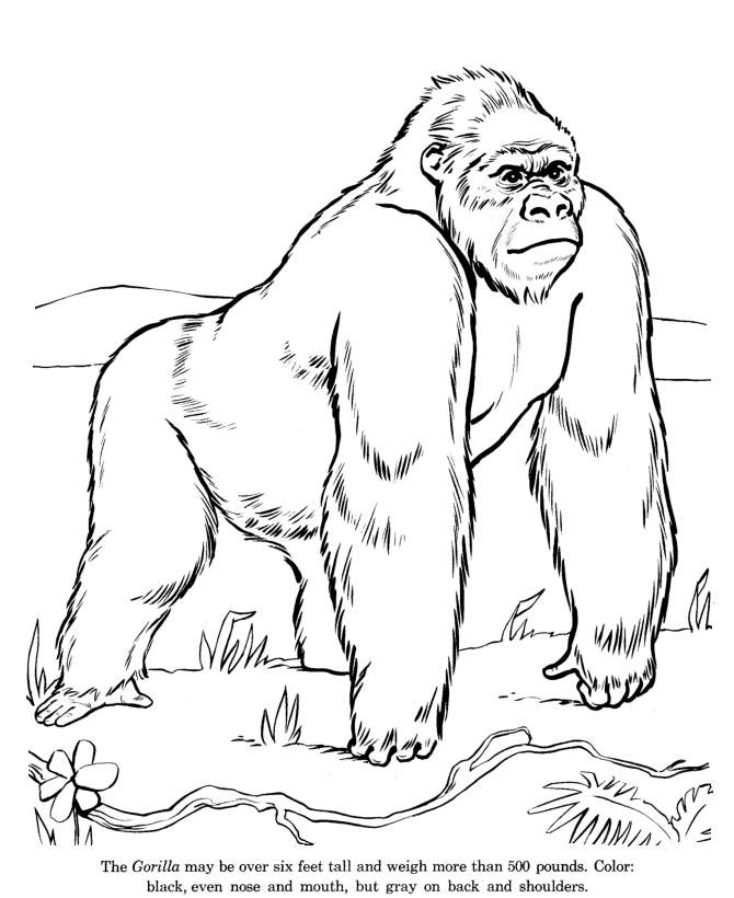 Gorrilla Drawing