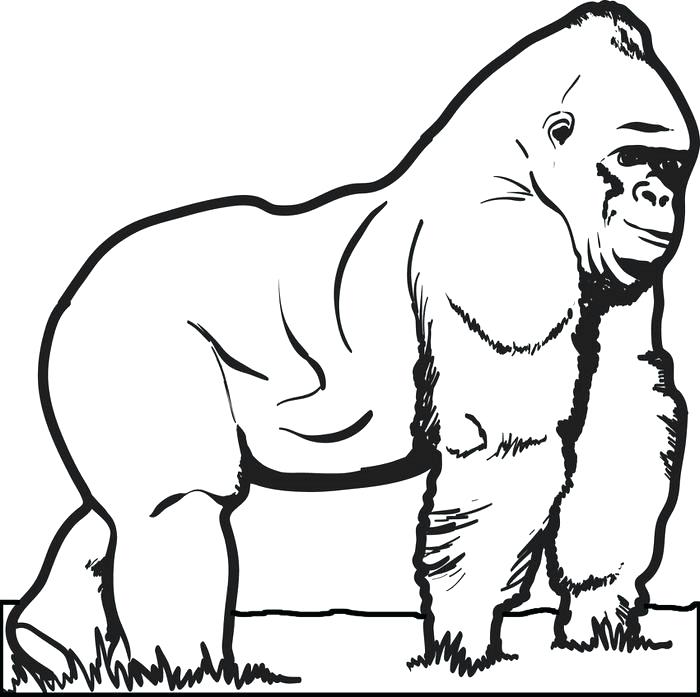 700x697 Wonderful Gorilla Coloring Pages For Your Line Drawings