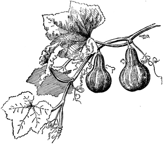 320x283 Gourd Clipart Etc