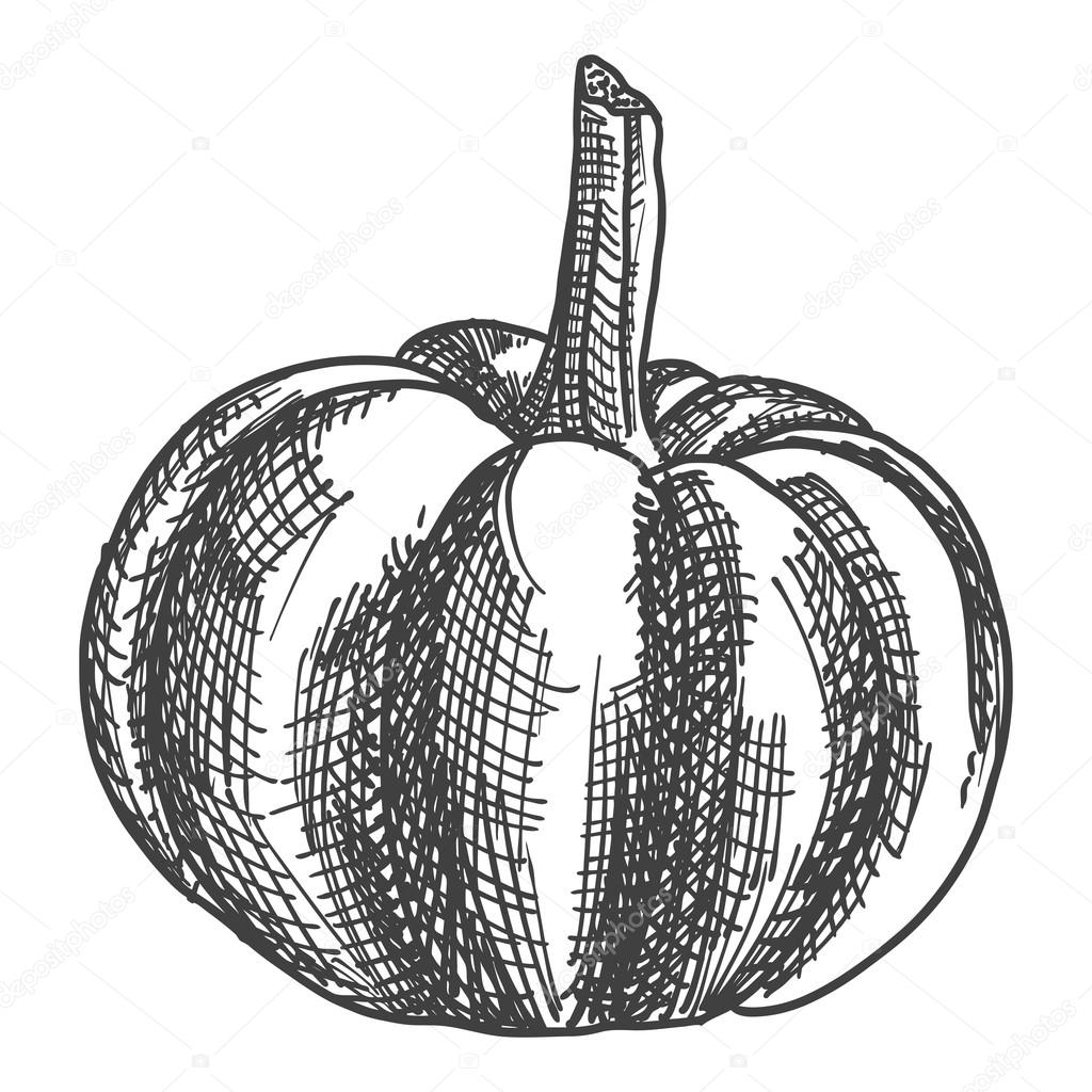 1024x1024 Hand Drawing Pumpkin Sketch Stock Photo Goldenshrimp