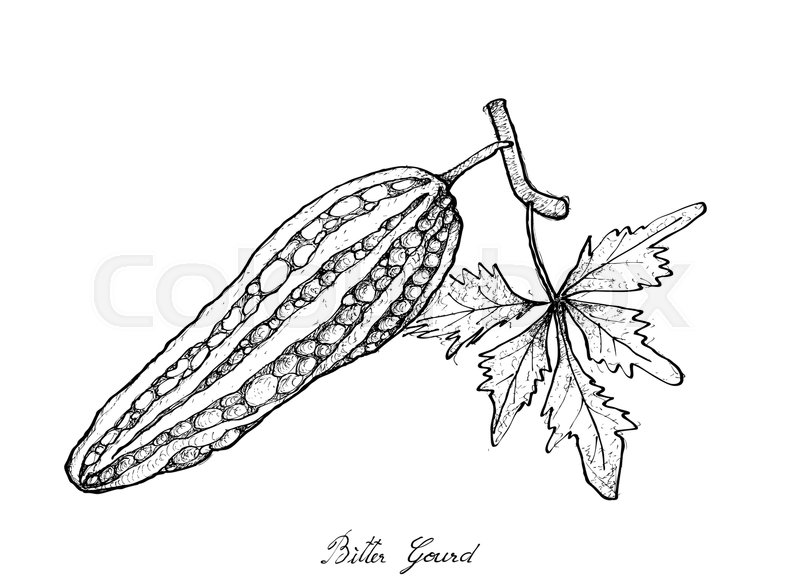800x580 Vegetable And Herb, Illustration Of Hand Drawn Sketch Delicious