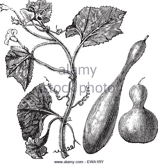 517x540 Bottle Gourd Lagenaria Siceraria Stock Photos Amp Bottle Gourd
