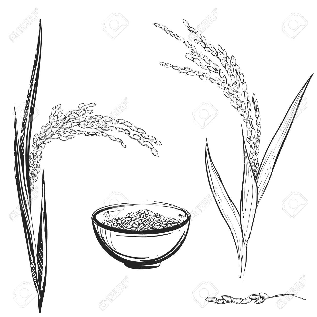 1300x1300 Hand Drawn Monochrome Vector Illustration Of Rice Plant, Grain