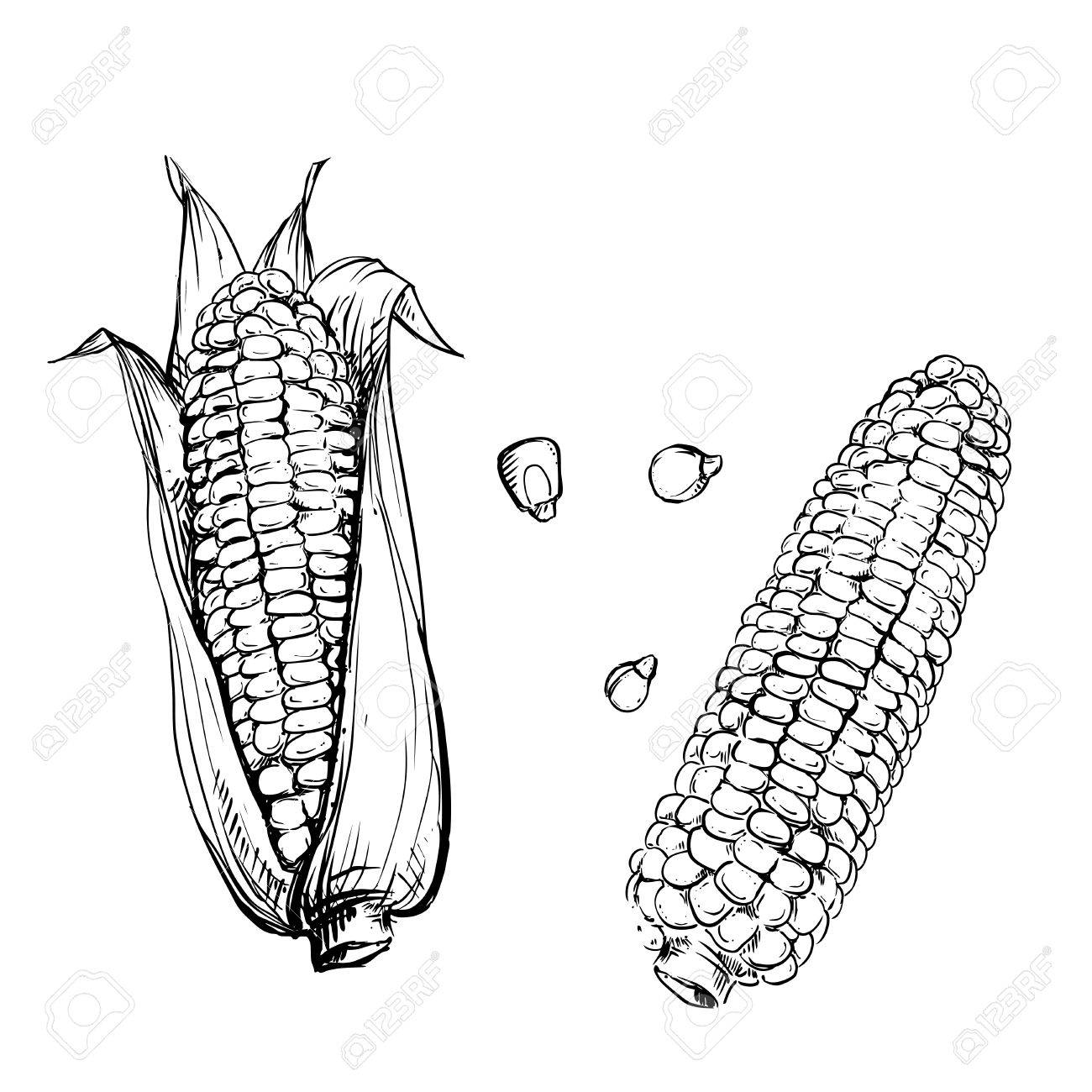 1300x1300 Hand Drawn Vector Illustration Set Of Corn, Grain, Stalk. Sketch