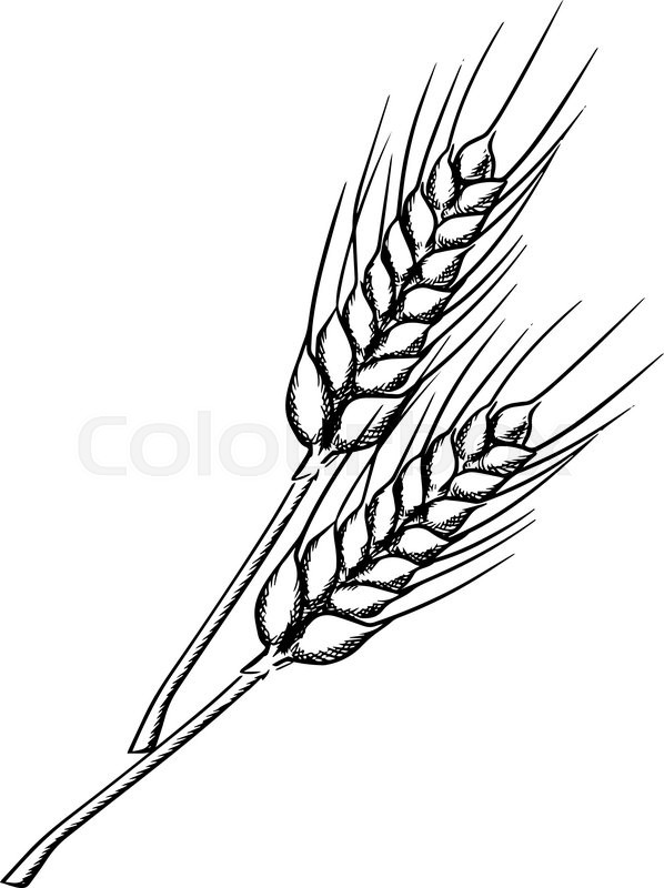 598x800 Organic Farm Ears Of Wheat With Ripe Grains And Stems, Isolated