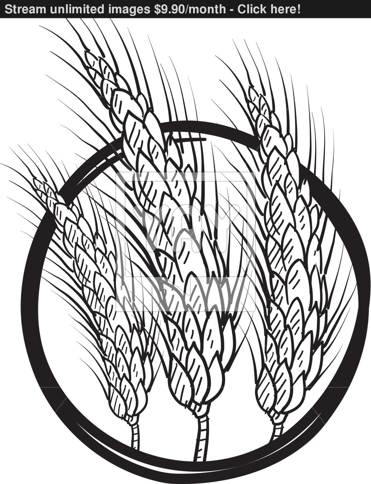 1226x1600 Wheat Or Grain Emblem Vector Sketch Vector