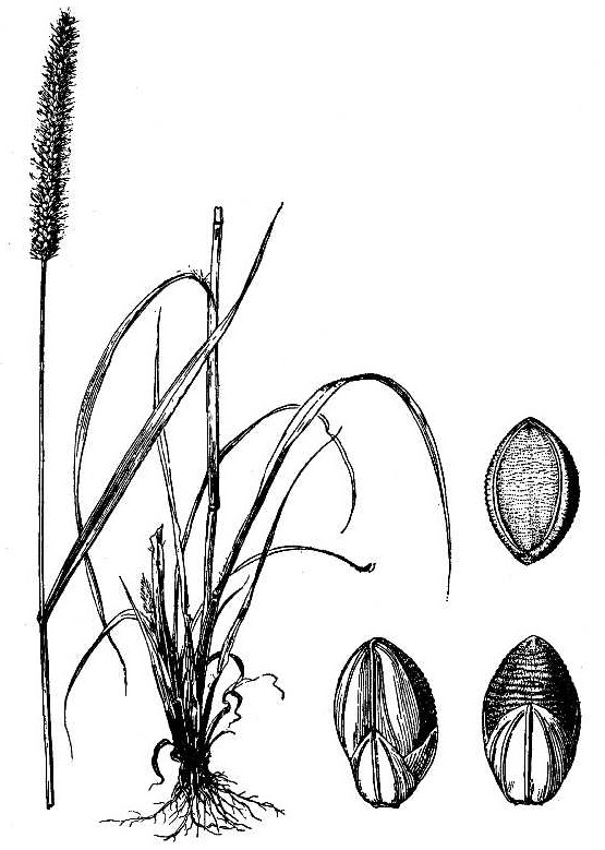 555x779 Bristly Foxtail