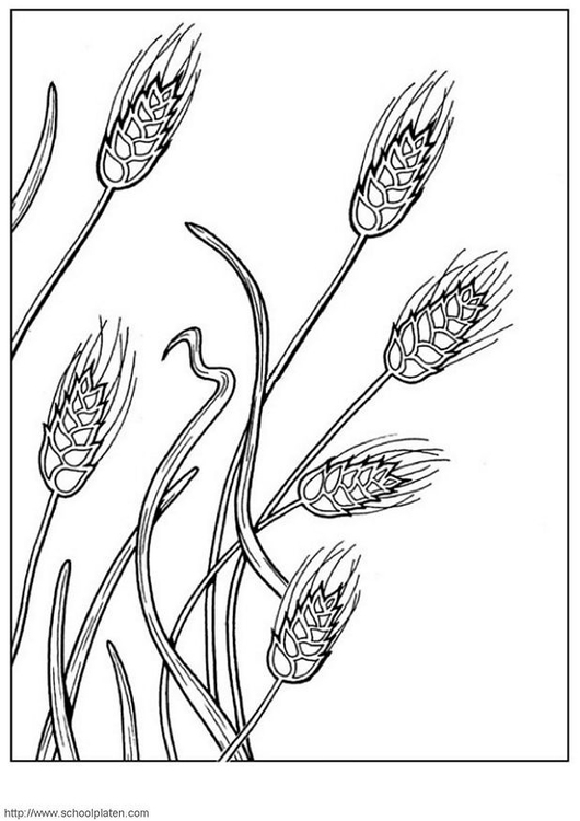 530x750 Coloring Page Grain