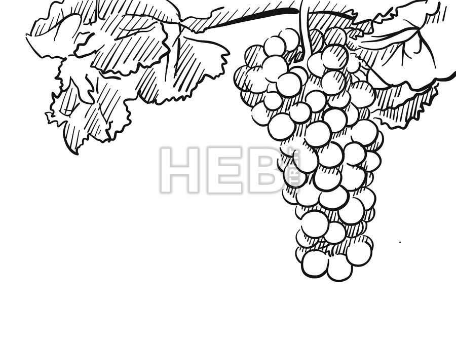 900x675 Grapes Vector Hand Drawn Sketch Hebstreits