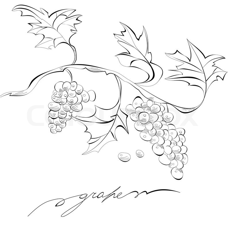 800x800 Sketch Of Grapes, Monochrome Illustration Stock Vector Colourbox
