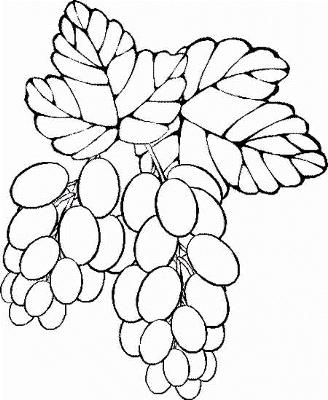 328x400 Drawing Of Grapes