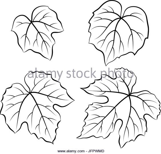 564x540 Grape Leaf Stock Vector Images