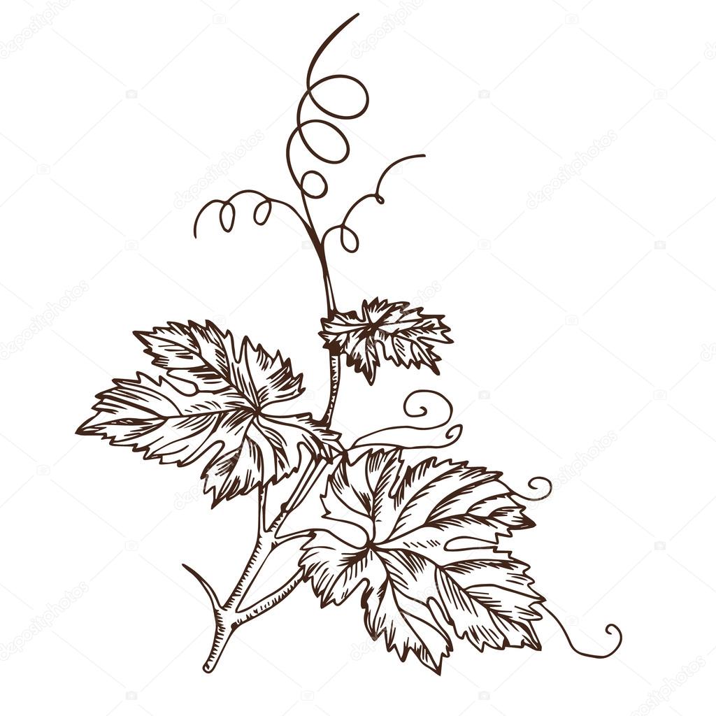 1024x1024 Grape Leaves In The Style Of A Sketch Stock Vector Olesia