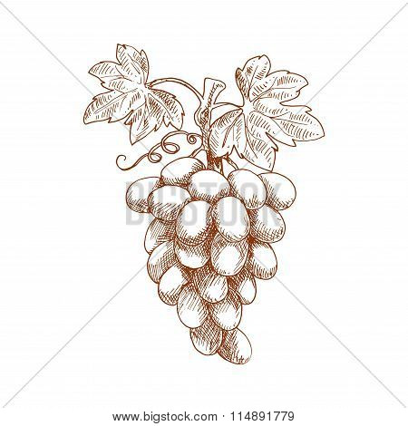 450x470 Bunch Grape Fruit On Grapevine, Vector Amp Photo Bigstock