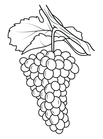 358x480 Grapes Coloring Page Free Printable Coloring Pages