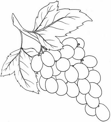 366x400 Bunch Of Grapes Bunch Of Graoes Template Coloring