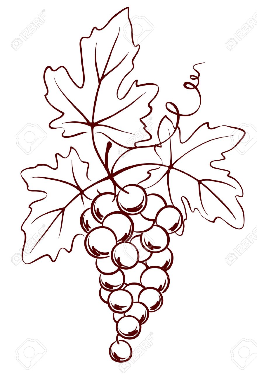 880x1300 Bunch Of Grapes With Leaves Royalty Free Cliparts, Vectors,