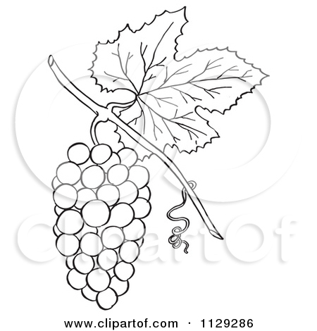 450x470 Grape Leaf Clipart Black And White