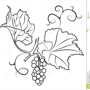 300x300 Bunch Of Grapes Sketch Vector Bunch Adult