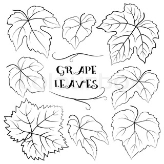 320x320 Set Of Plant Pictograms, Grape Leaves, Black On White. Stock