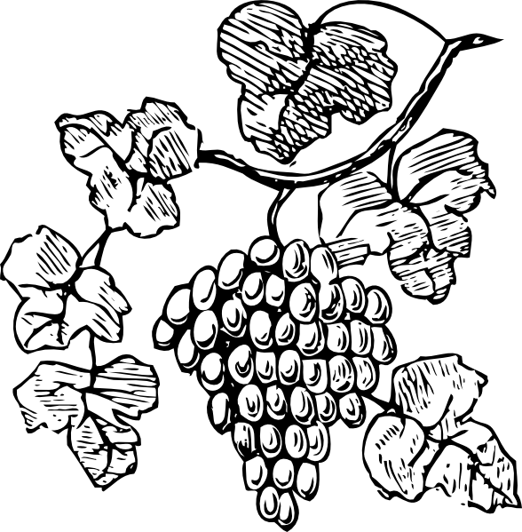 588x599 Grape Vine Clip Art Free Grapes Clip Art