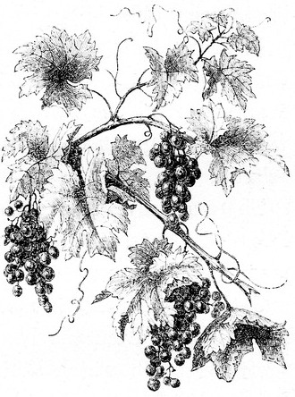 330x444 Grape Vine Drawing