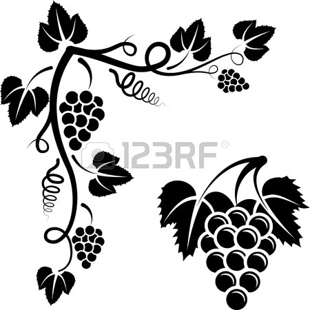 450x450 Grapevine Stock Photos. Royalty Free Business Images