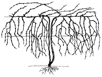 331x250 Growing Grapes In The Home Fruit Planting Ohioline